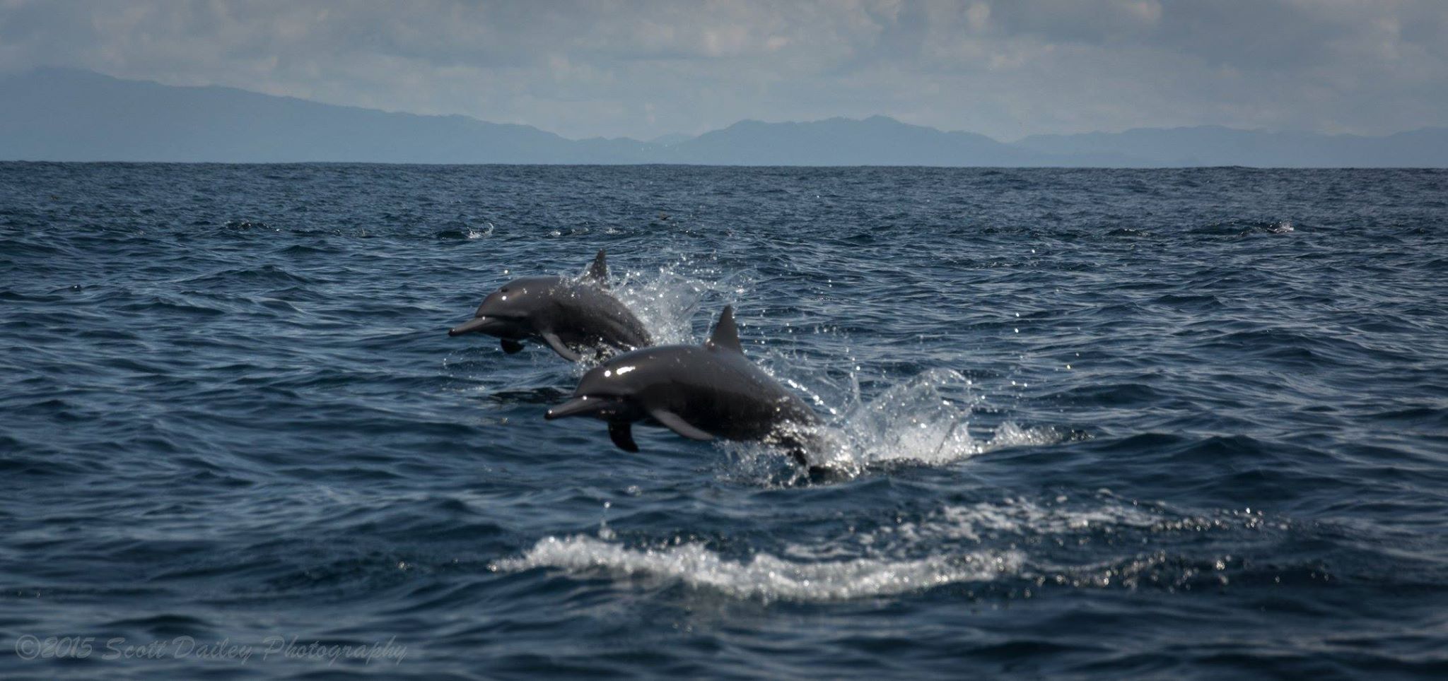 fishing and dolphin watching samara